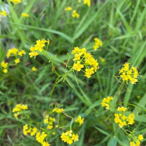 Rorippa sylvestris Žiedas