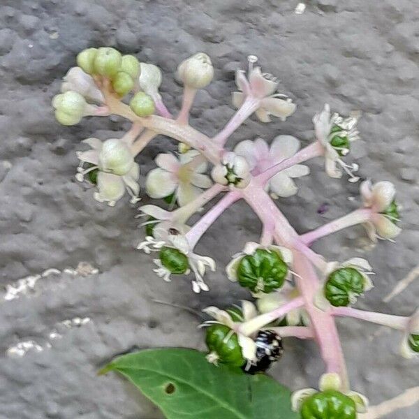Phytolacca americana फूल