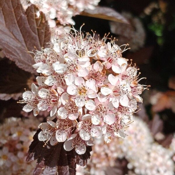 Physocarpus opulifolius Floare