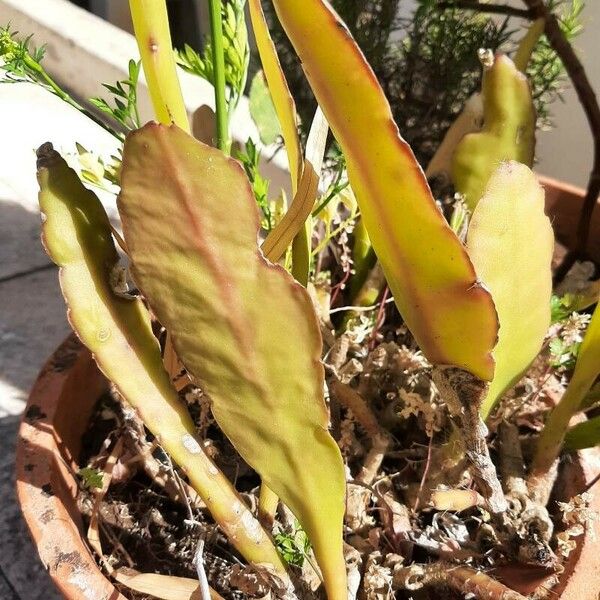 Epiphyllum phyllanthus Folha