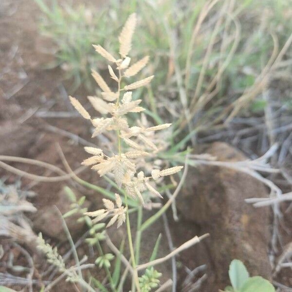 Eragrostis cilianensis Flower