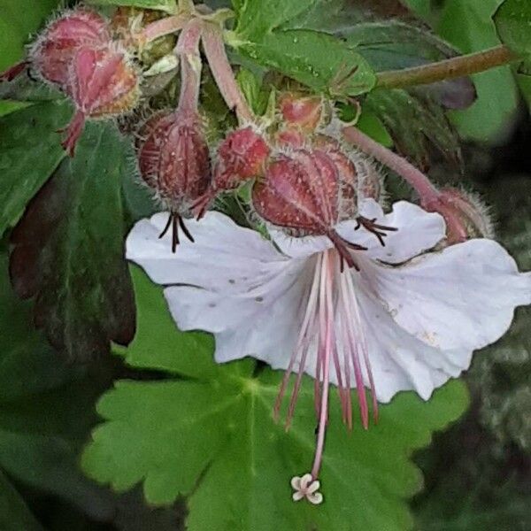 Geranium macrorrhizum 花