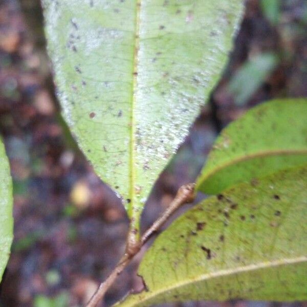 Sacoglottis cydonioides ᱥᱟᱠᱟᱢ