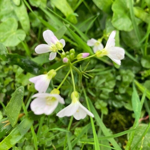 Cardamine pratensis Flower