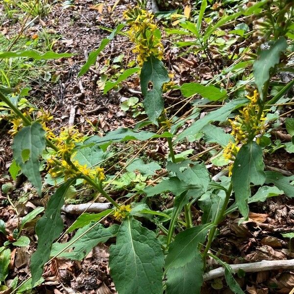 Solidago flexicaulis പുഷ്പം