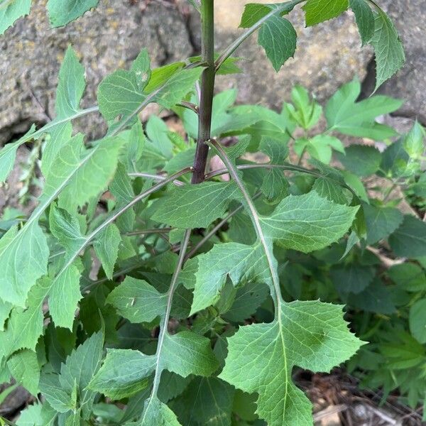 Lactuca floridana List