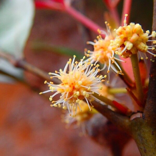 Pancheria reticulata 花