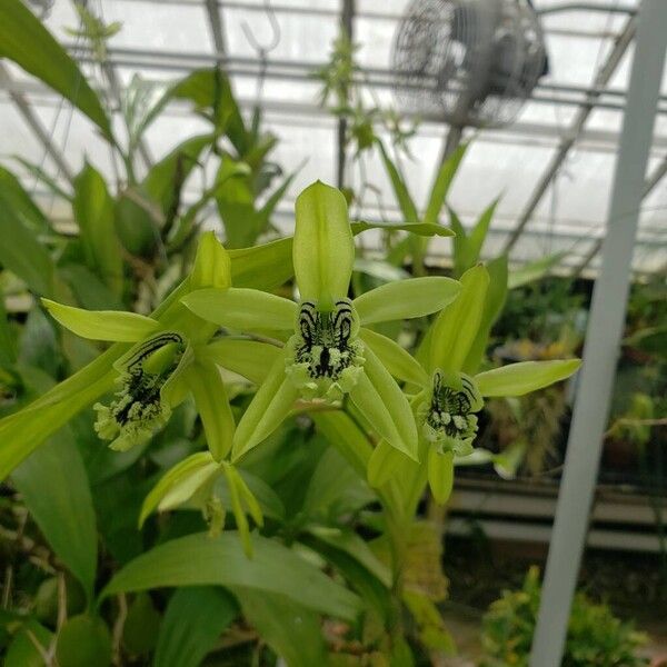 Coelogyne mayeriana Квітка