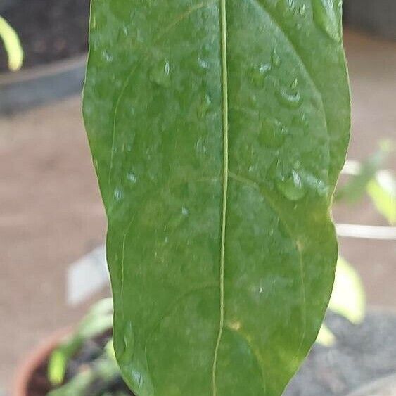 Cestrum nocturnum Leaf