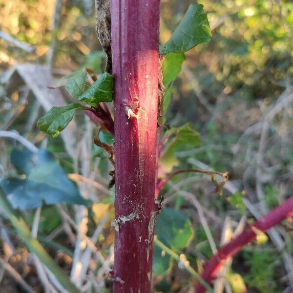 Phytolacca americana Lubje