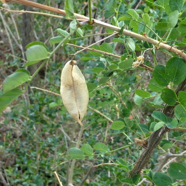 Colutea arborescens ഫലം