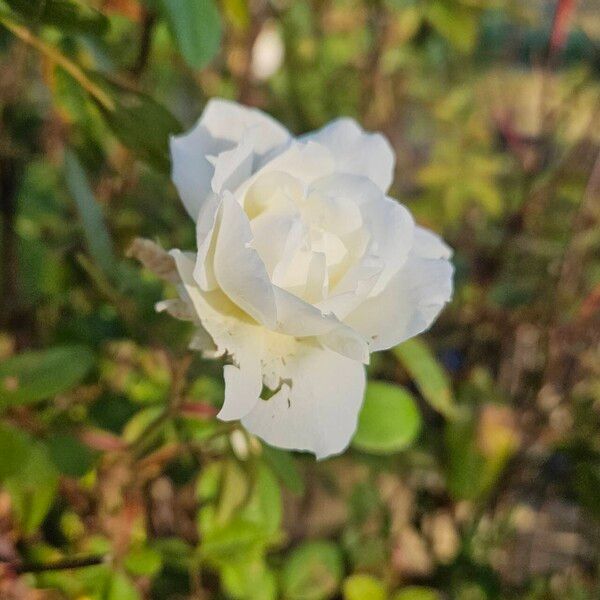 Rosa sempervirens Floare