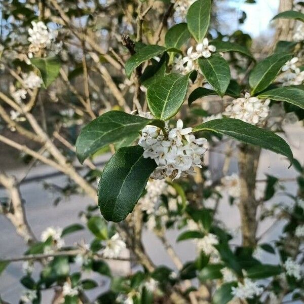 Osmanthus × burkwoodii ᱥᱟᱠᱟᱢ