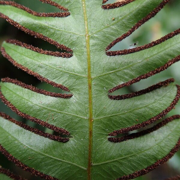 Pteris hamulosa Liść