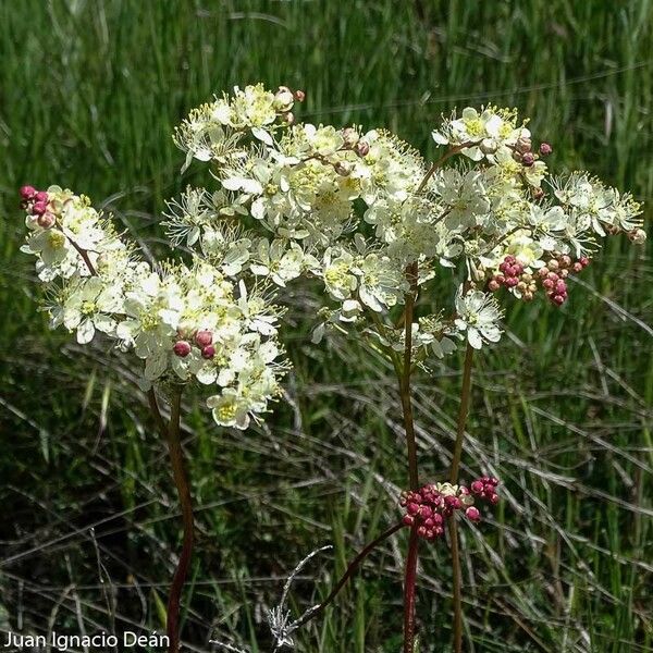 Filipendula vulgaris Blodyn