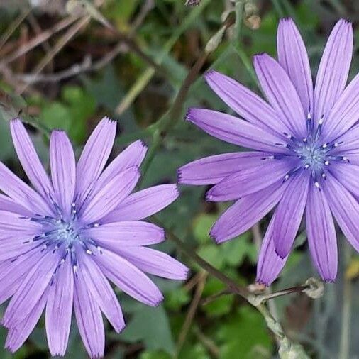 Lactuca perennis Fiore