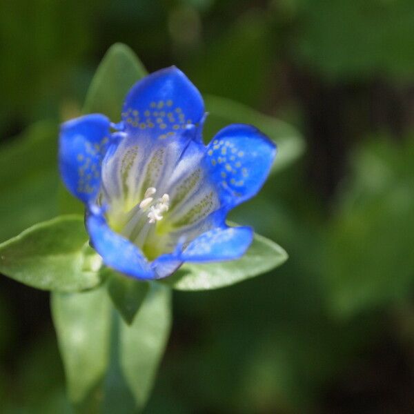 Gentiana calycosa Flower