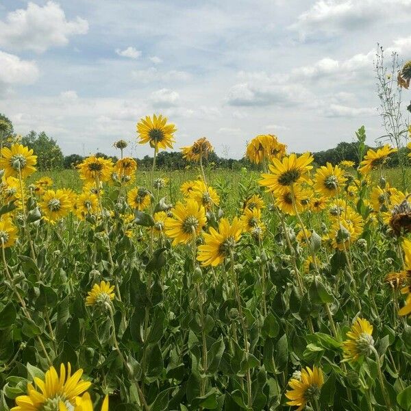 Helianthus mollis Blomst