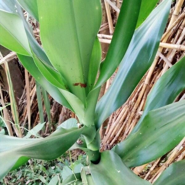 Dracaena fragrans Ŝelo