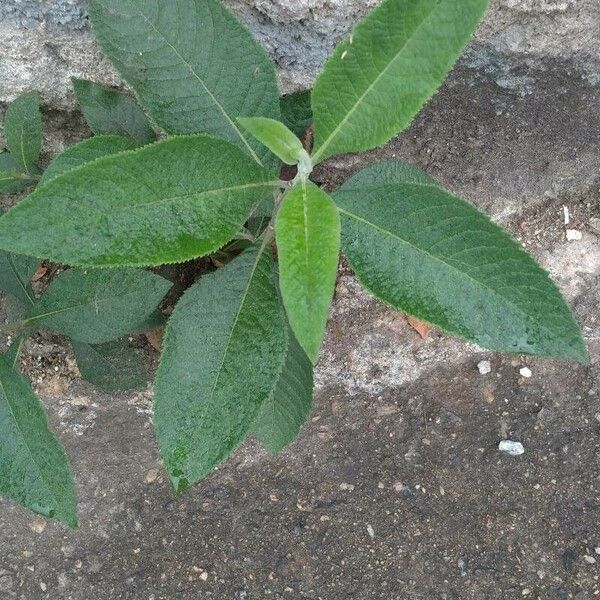 Blumea balsamifera Frunză