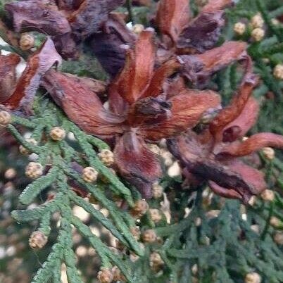 Platycladus orientalis Fruit