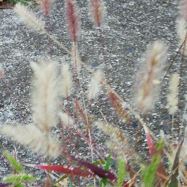 Setaria pumila Flower