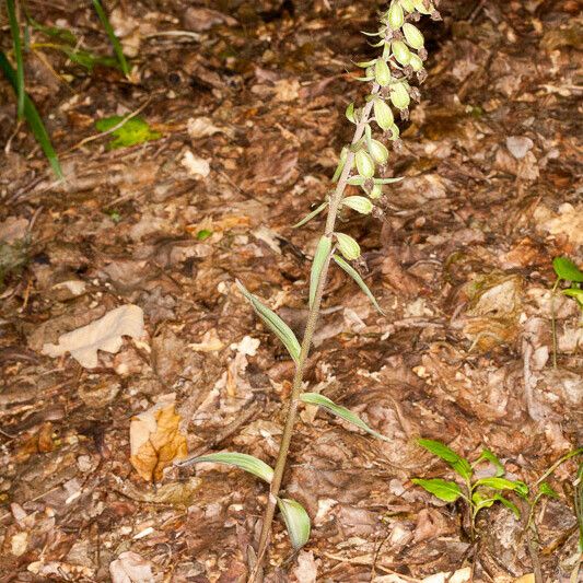 Epipactis purpurata Buveinė