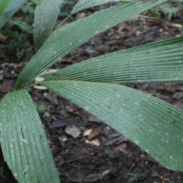 Reinhardtia latisecta Blatt