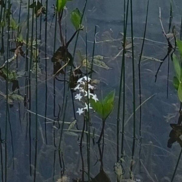 Menyanthes trifoliata Virág