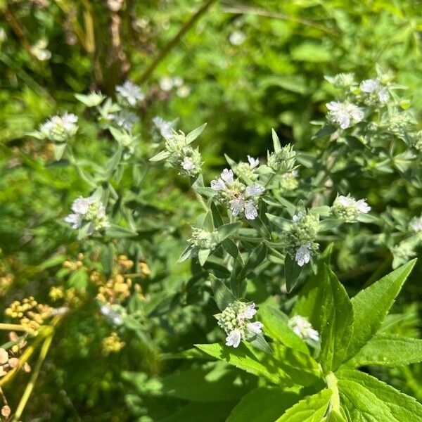 Pycnanthemum verticillatum फूल