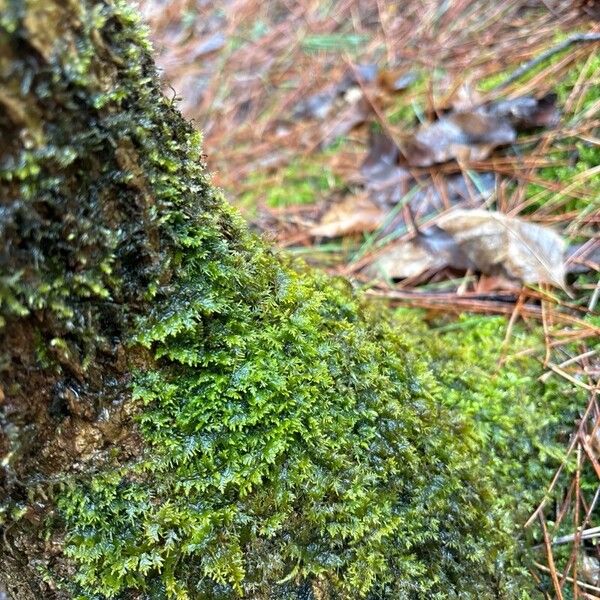 Lycopodium alpinum পাতা