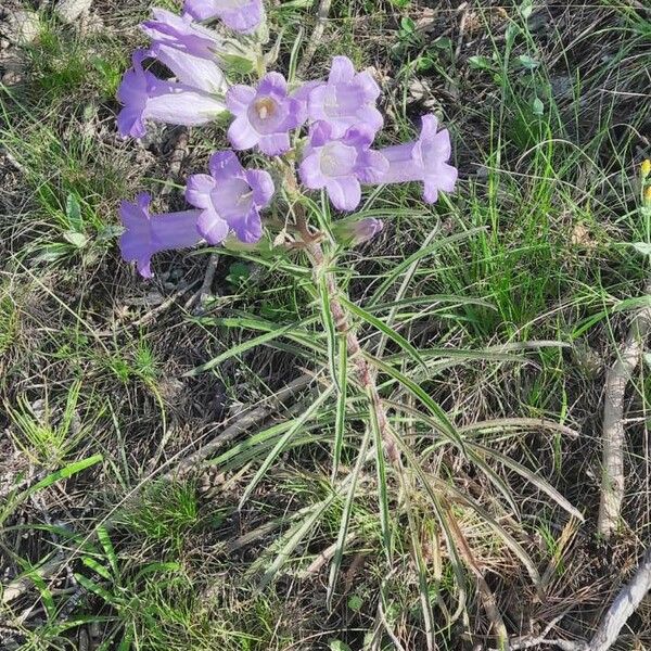 Campanula speciosa Хабит