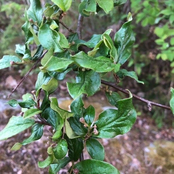 Cotoneaster simonsii Лист