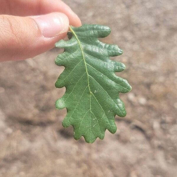 Quercus petraea Leaf