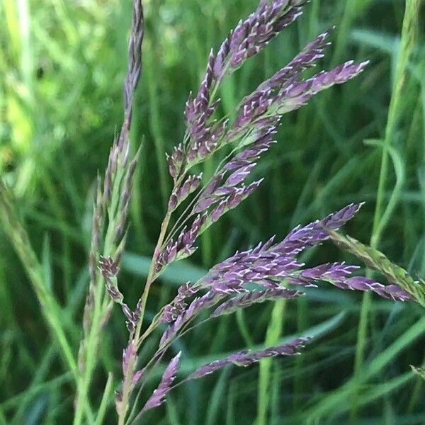 Holcus lanatus Flower