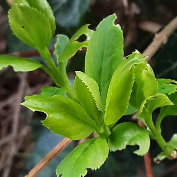 Prunus mahaleb Leaf