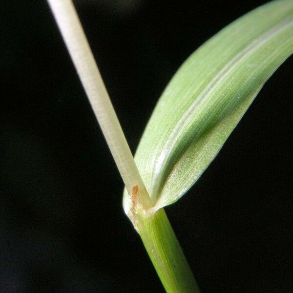 Digitaria violascens Bark