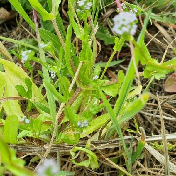 Valeriana eriocarpa Elinympäristö