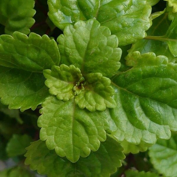 Plectranthus verticillatus Φύλλο