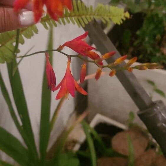 Crocosmia aurea Flor