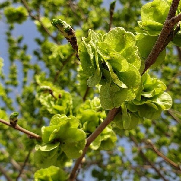 Ulmus glabra Blad