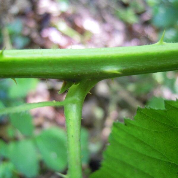 Rubus micans Rinde