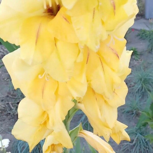 Gladiolus spp. Flower