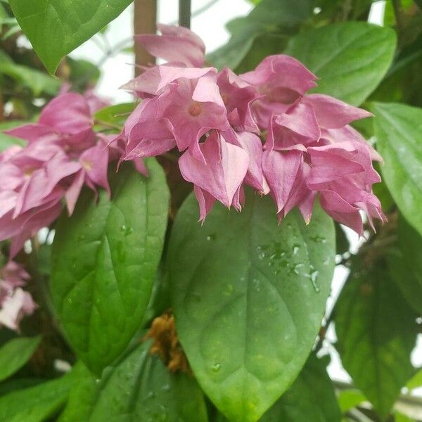 Clerodendrum thomsoniae 花