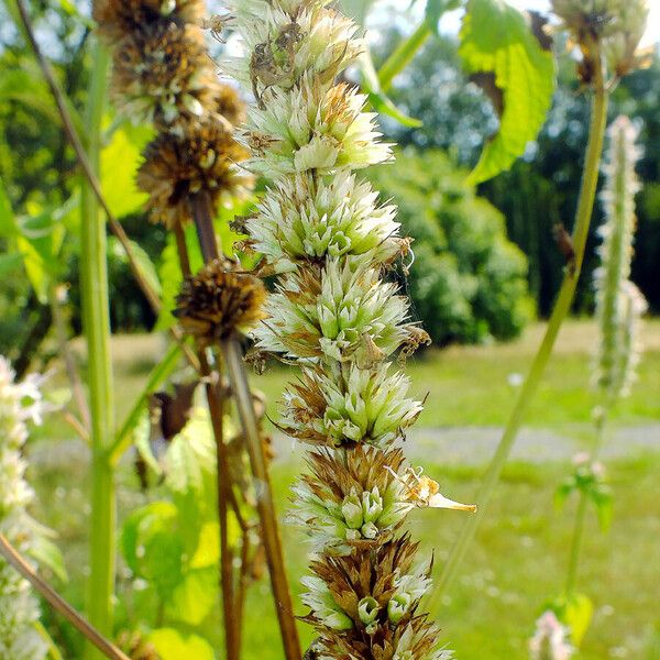 Agastache foeniculum Blomma