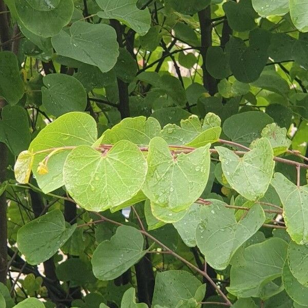 Cercis griffithii Blatt