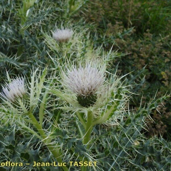 Cirsium glabrum Blomma