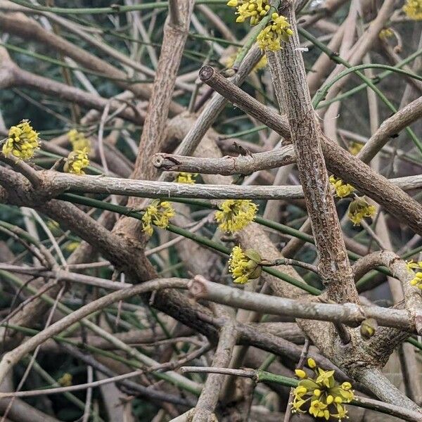 Cornus mas Hábito