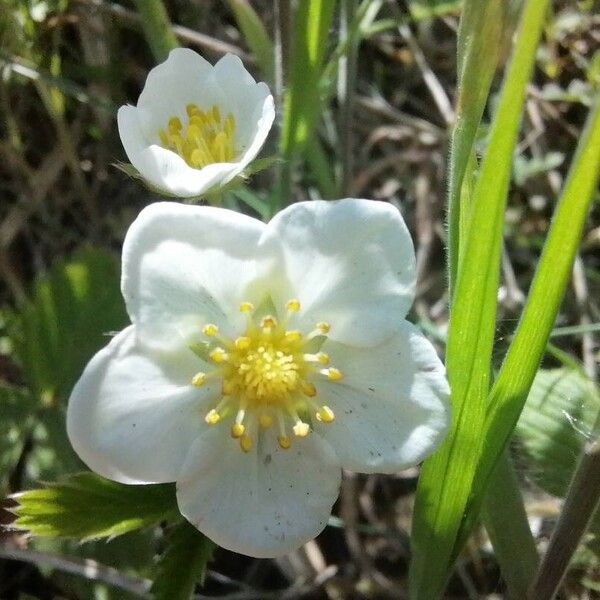 Fragaria viridis 花