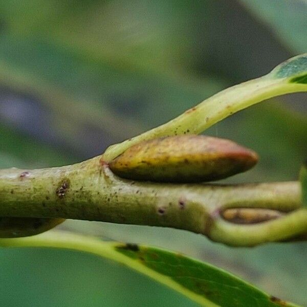 Salix daphnoides Otro